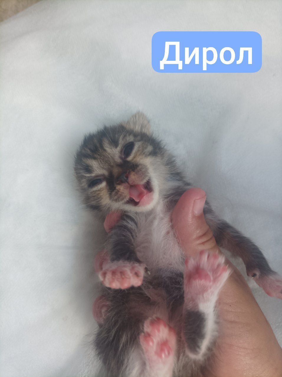 Бронь котят 🐾