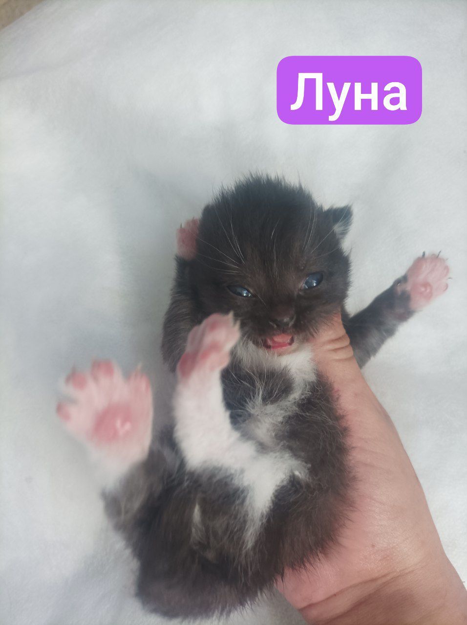 Бронь котят 🐾