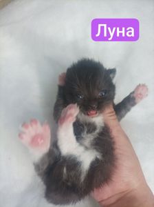 Бронь котят 🐾