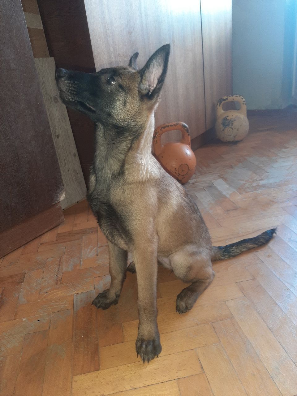 А Ви хочете цуценя Бельгійської Малінуа?
