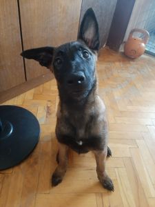 А Ви хочете цуценя Бельгійської Малінуа?