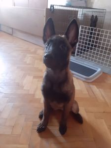А Ви хочете цуценя Бельгійської Малінуа?
