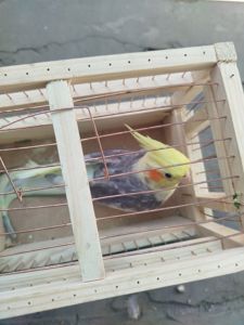 Продам срочно кореллу хлопчика!