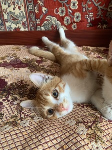 Хлопчик Хакер