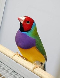 Гульдові амадини