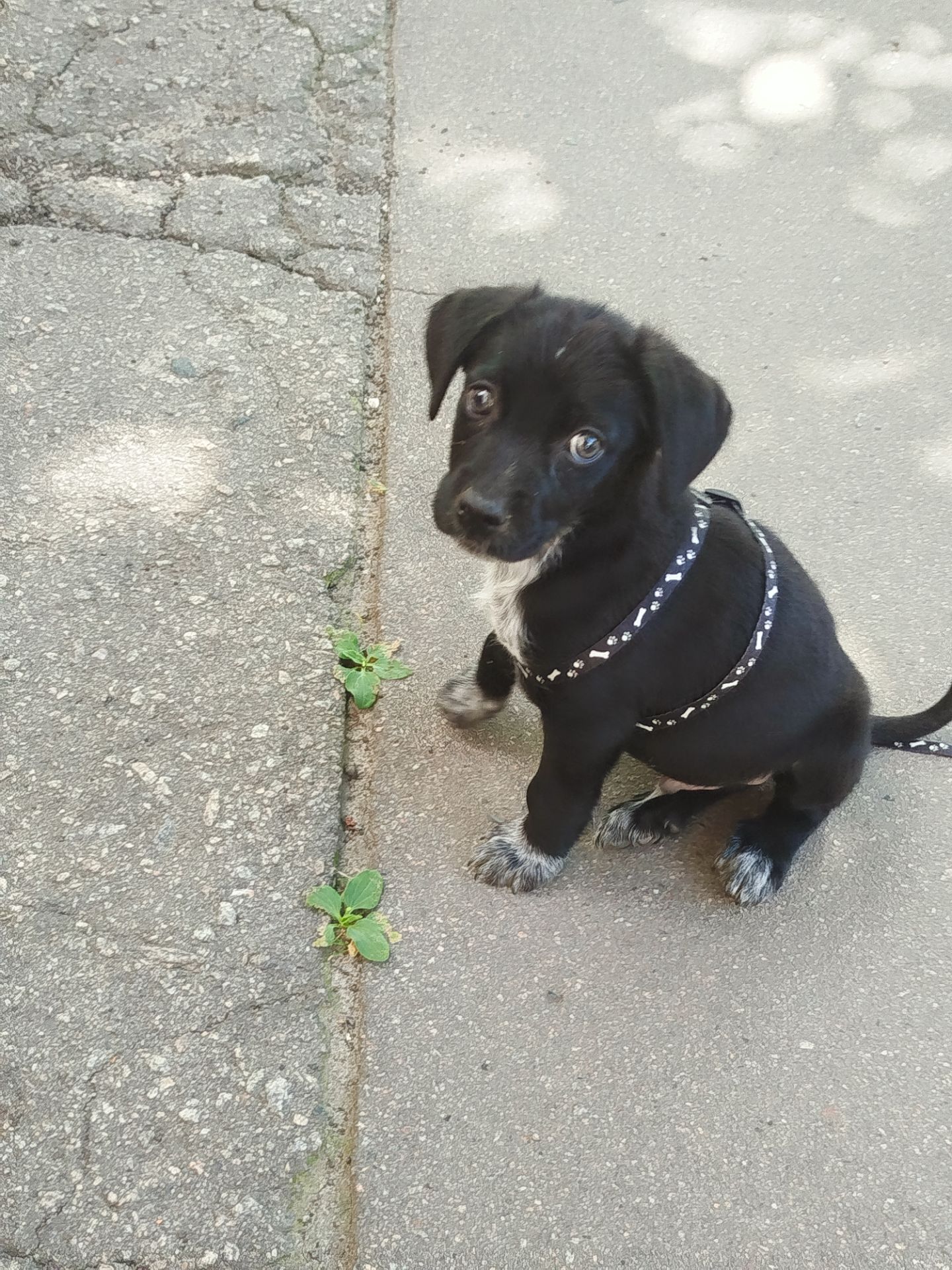 Срочно отдам Щенка дворняжку