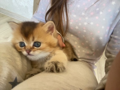Кошенята породи золотиста британська шин