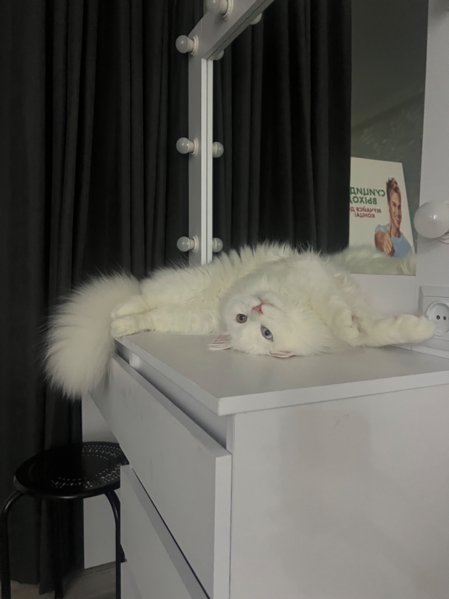 Котик