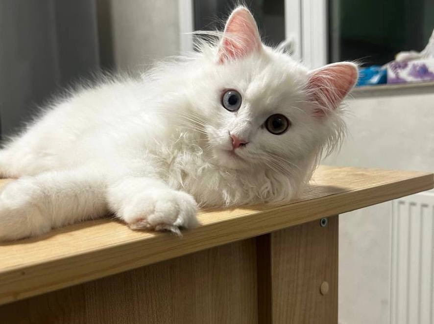Котик