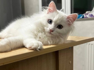 Котик