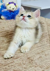 Британська золота шиншилла
