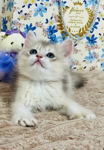 Британська золота шиншилла
