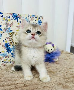 Британська золота шиншилла