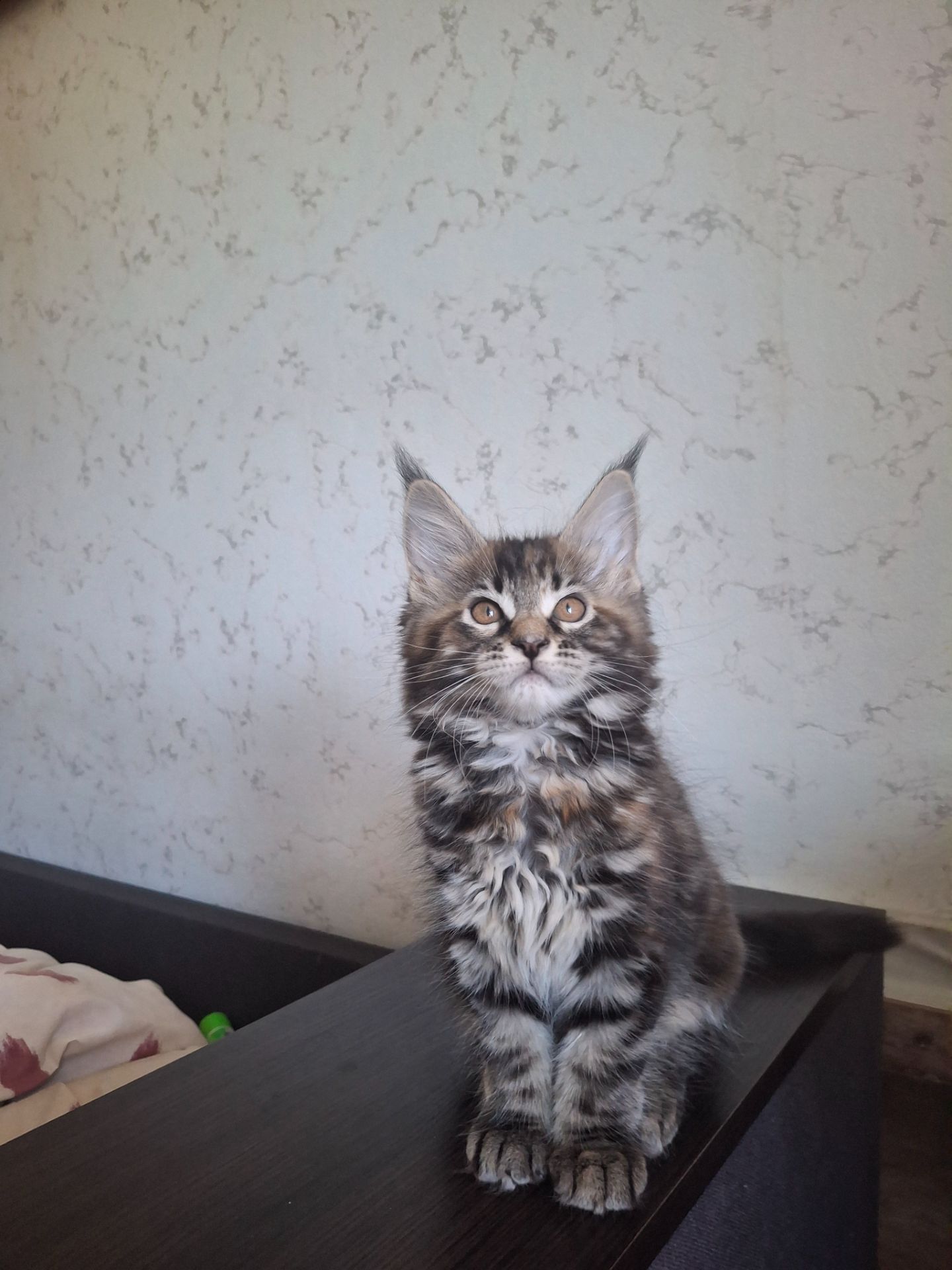 Дівчинка 2.5 місяця