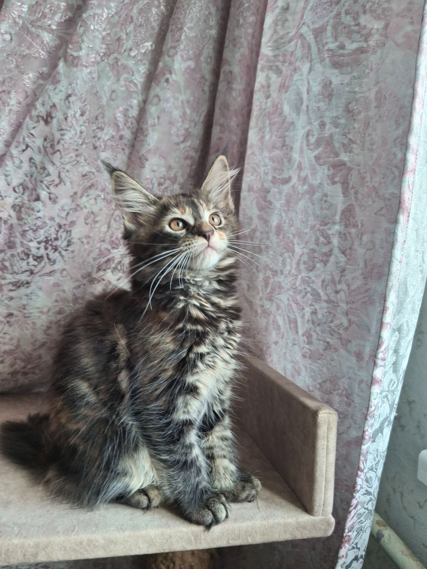 Дівчинка 2.5 місяця