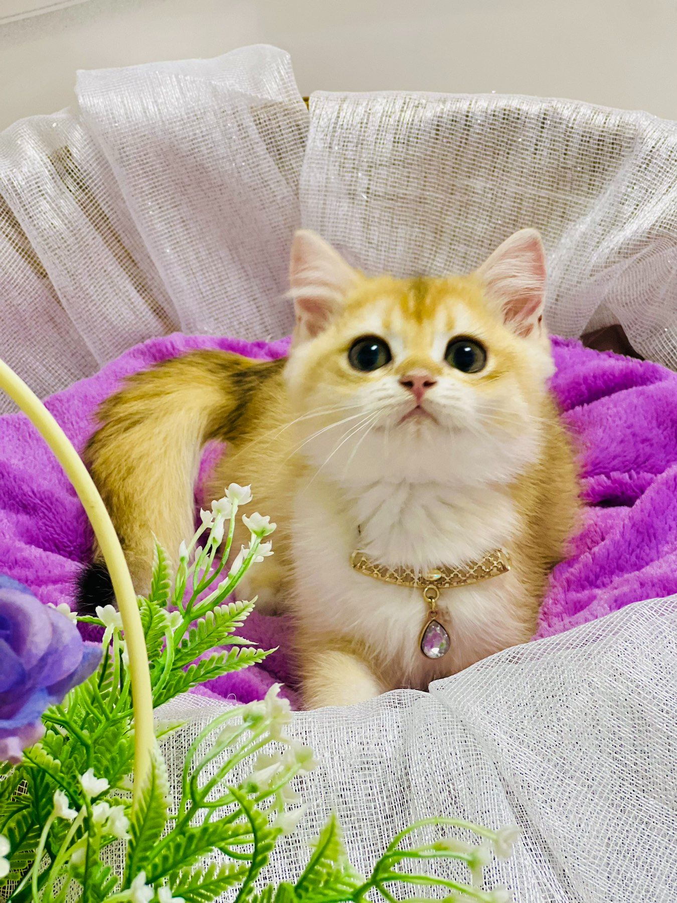 Британська золота шиншилла