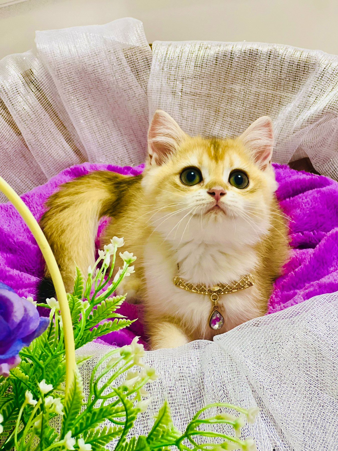 Британська золота шиншилла
