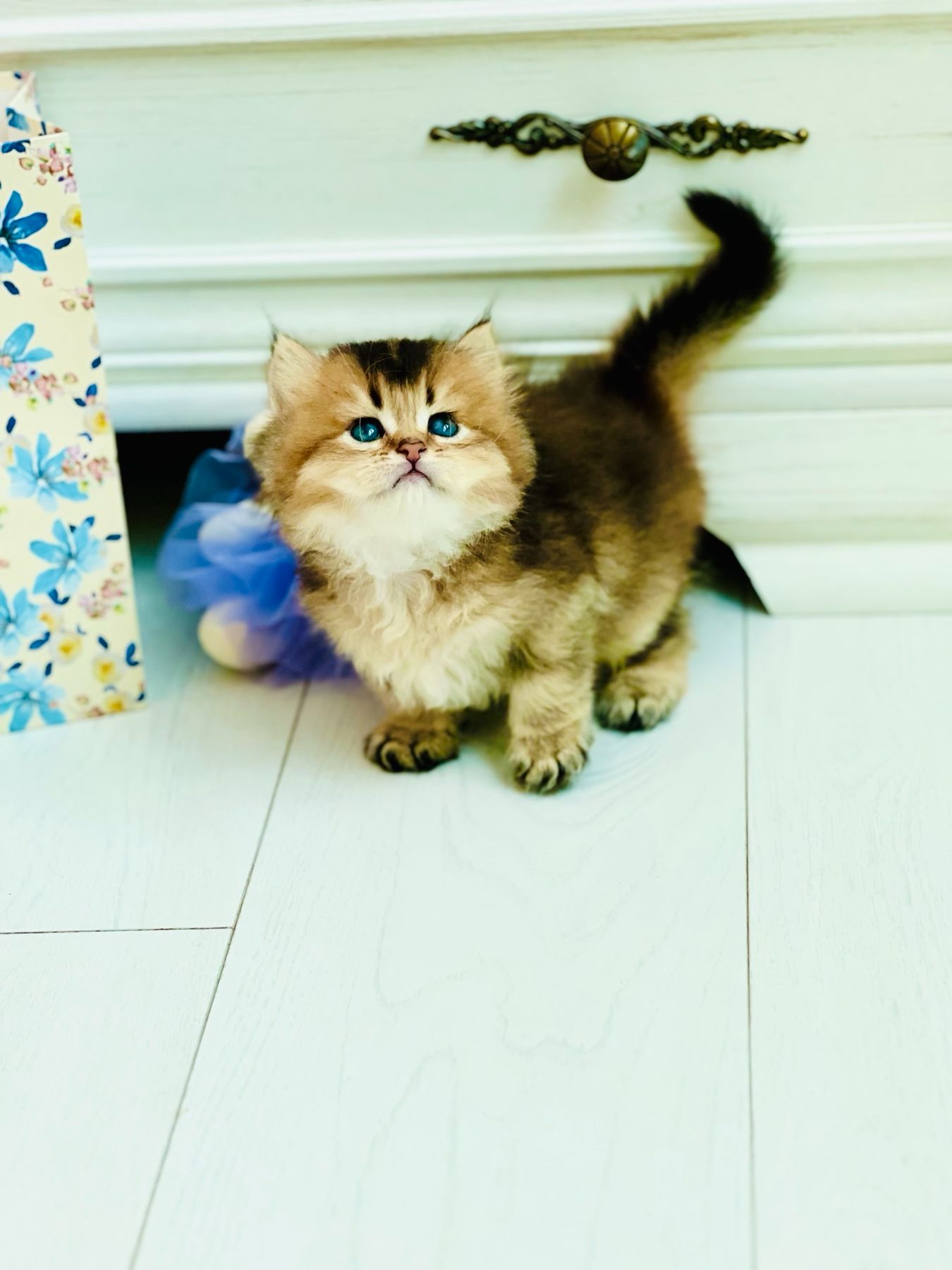 Британська золота шиншилла