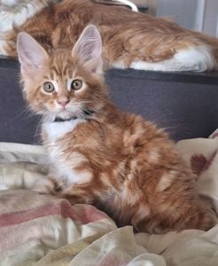 Хлопчик 2.5 місяця