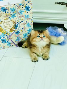 Британська золота шиншилла
