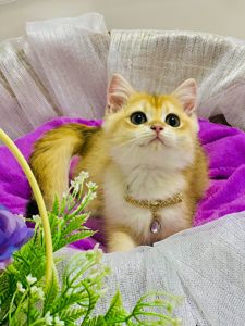 Британська золота шиншилла