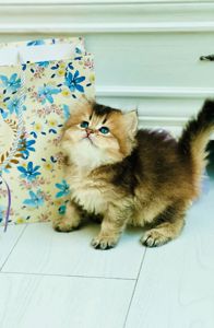 Британська золота шиншилла