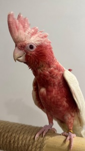Рожевий какаду лютіно