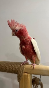 Рожевий какаду лютіно