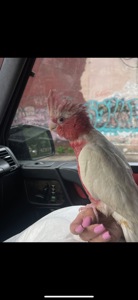 Рожевий какаду лютіно
