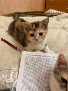 Продам кошеня