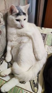 Кокос