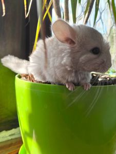 Шиншилла ГОМОБЕЖ