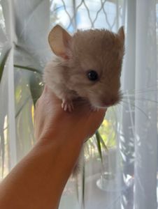 Шиншилла ГОМОБЕЖ