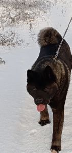 Цуценята Американської Акіти