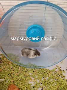 Білий невеличкий хом'як