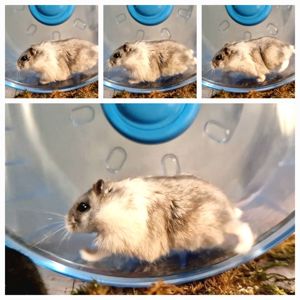 Білий невеличкий хом'як