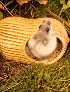 Білий невеличкий хом'як