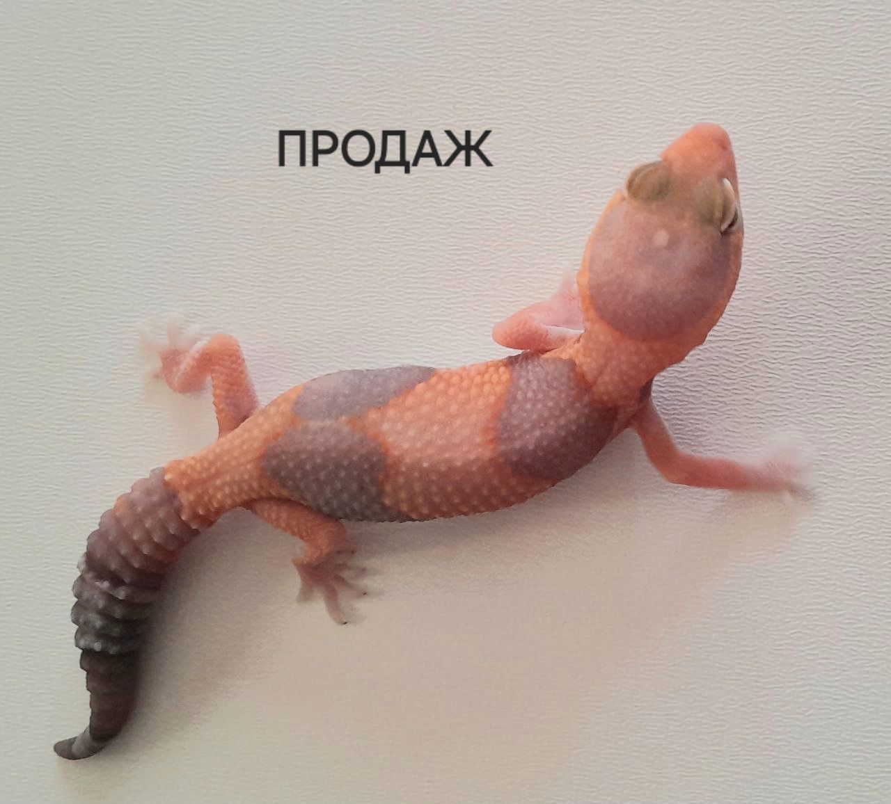 Гемітеконікс