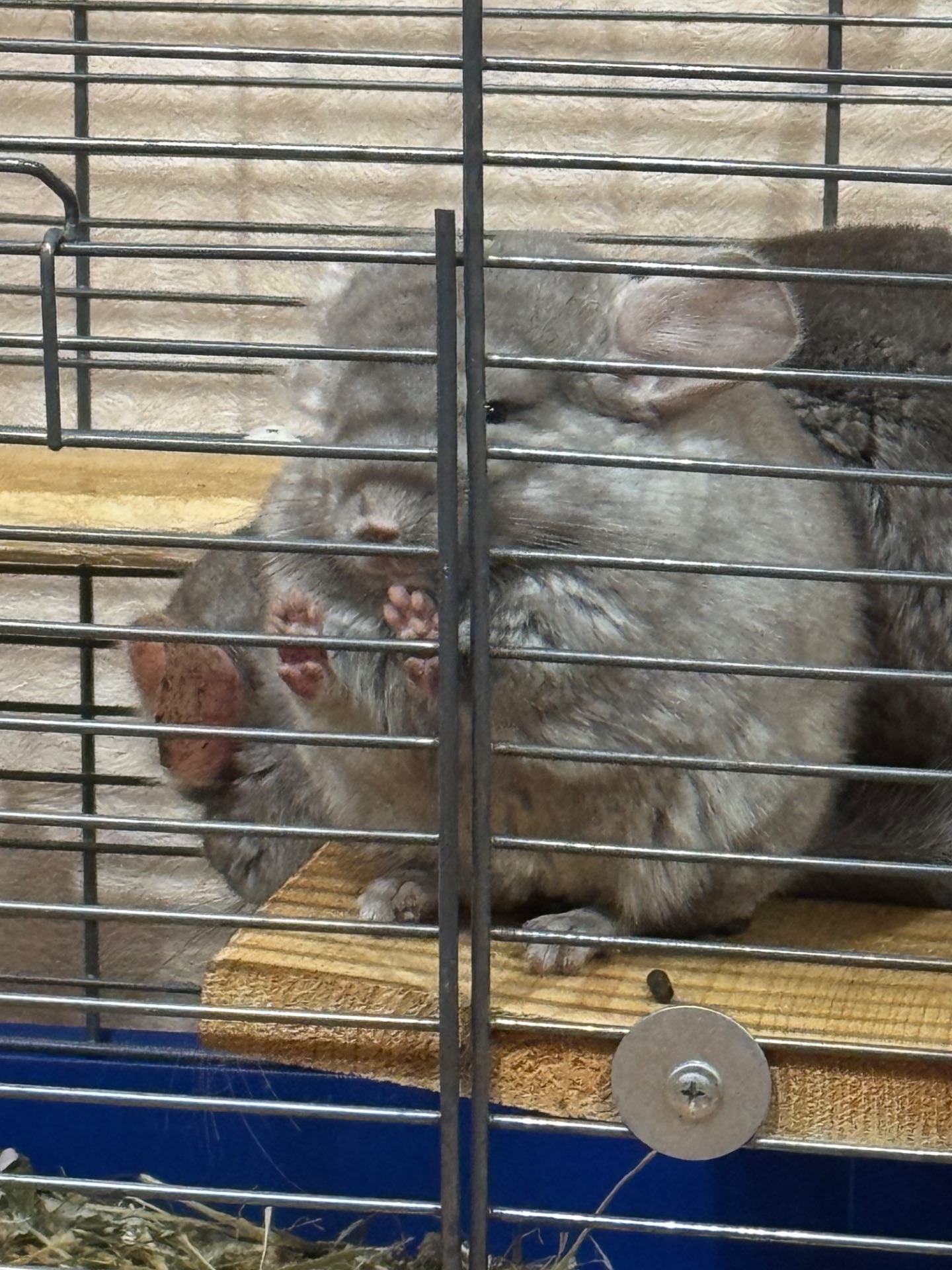 Шиншила дівчинка пастель