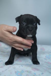 Цуценя породи Пітбуль. Дівчинка 1.5 міс