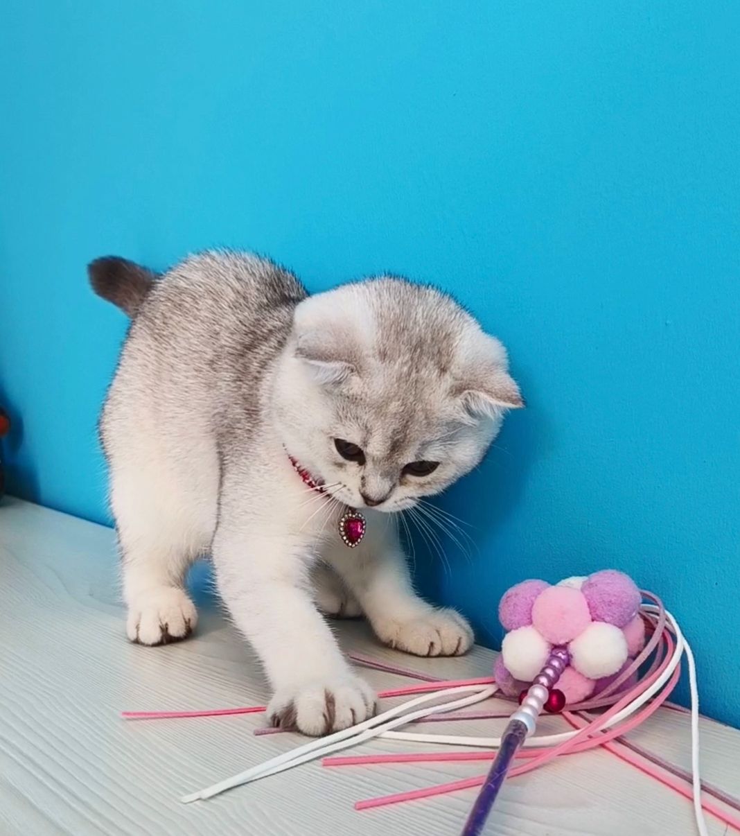 Кошеня шотландське срібне