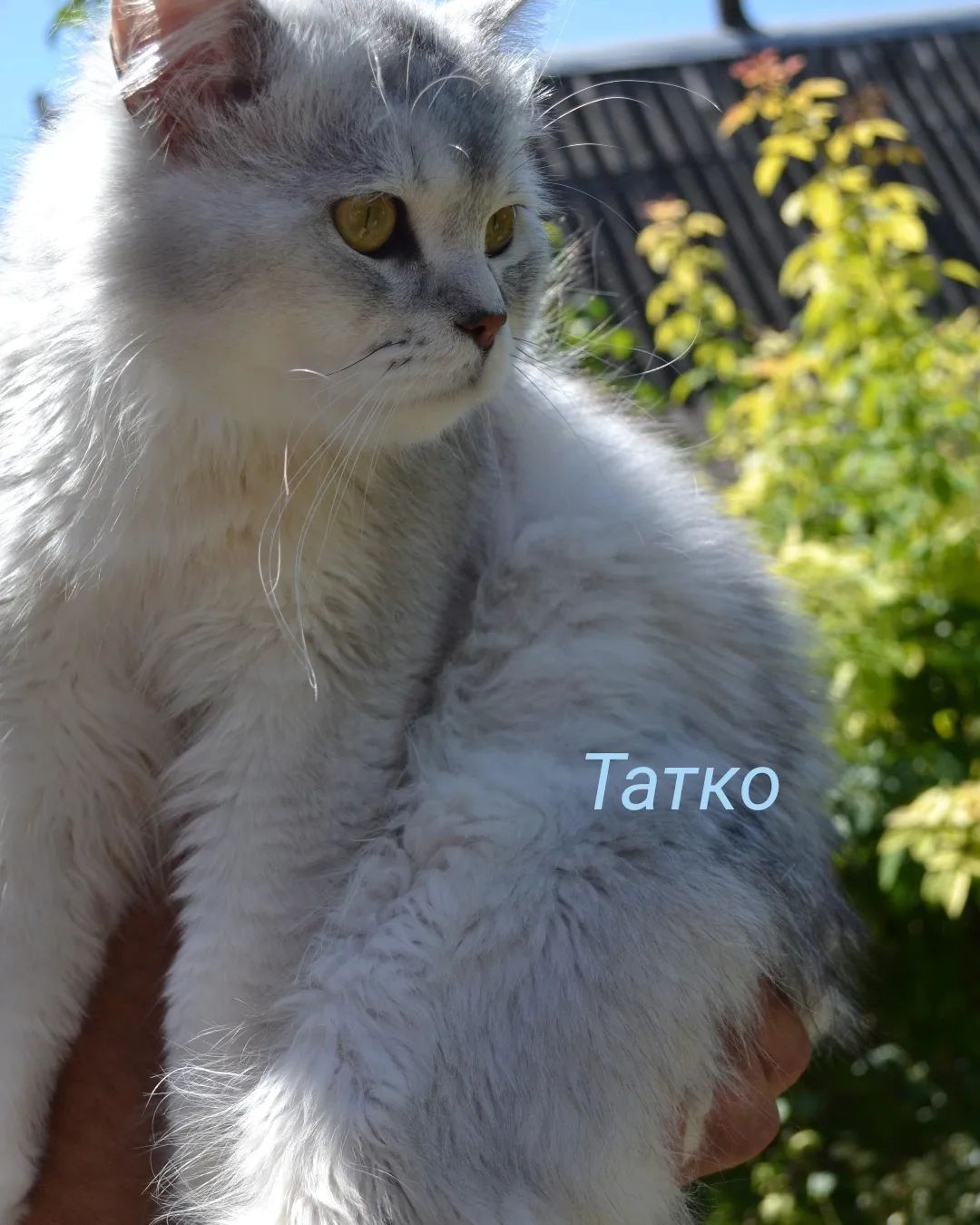 Шотландский фолд хлопчик