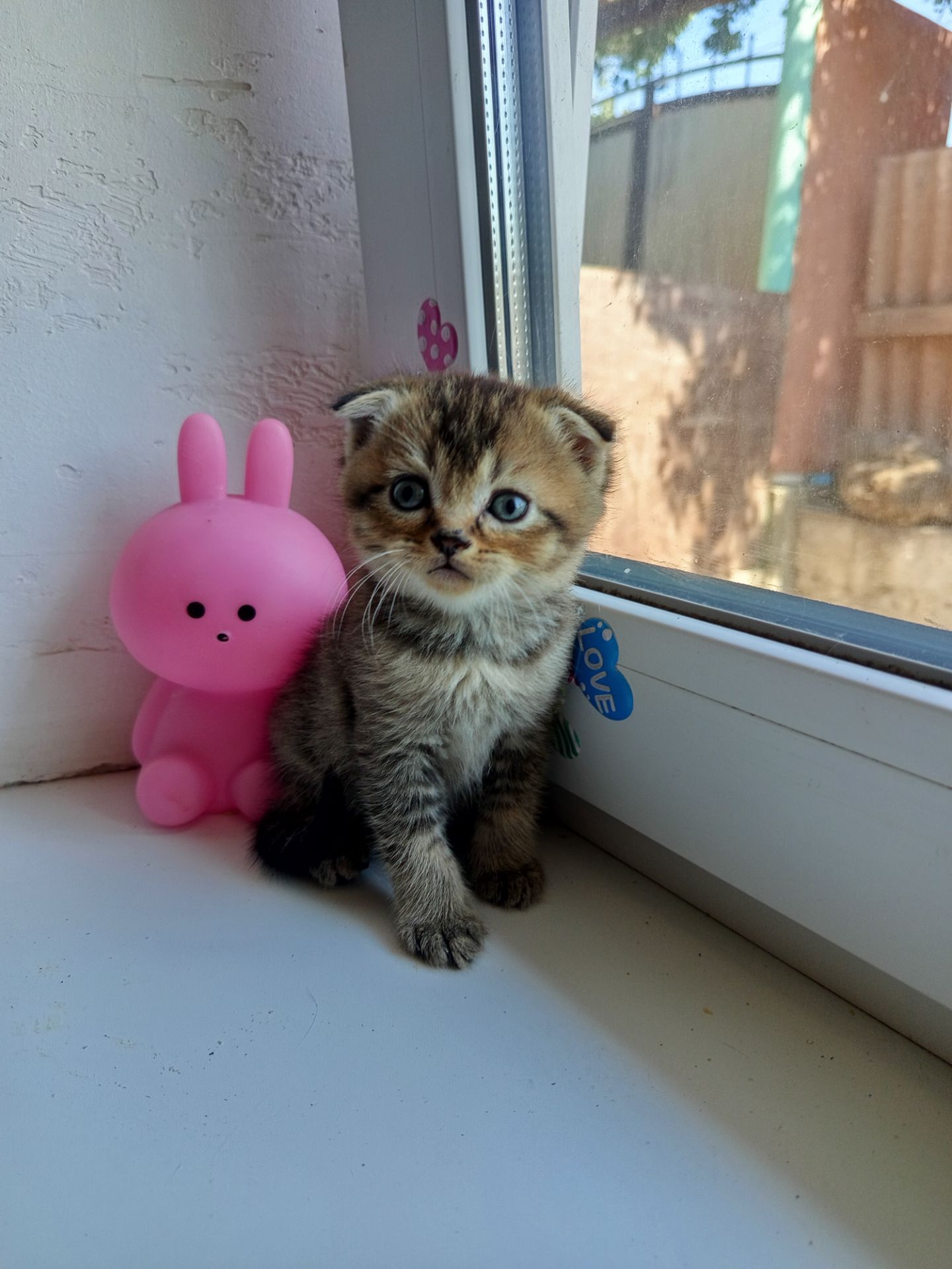 Шотландский фолд хлопчик