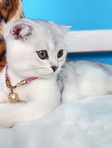 Кошеня шотландське срібне