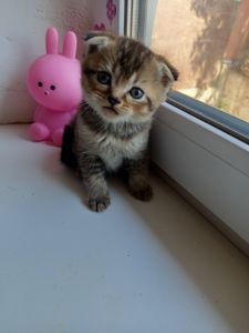Шотландский фолд хлопчик