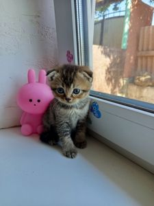 Шотландский фолд хлопчик