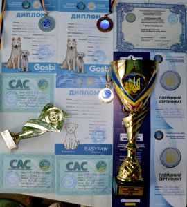 Біглі від батьків чемпіонів. Документи київського клубу, чіповані