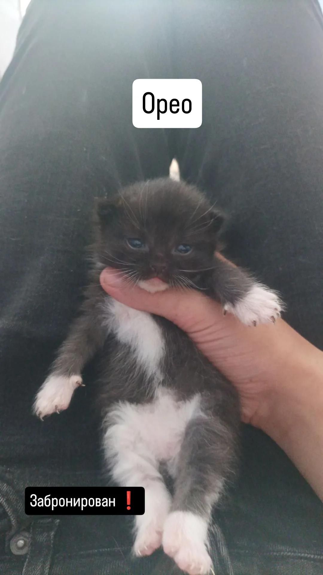 Отдам котят в добрые руки 🐾