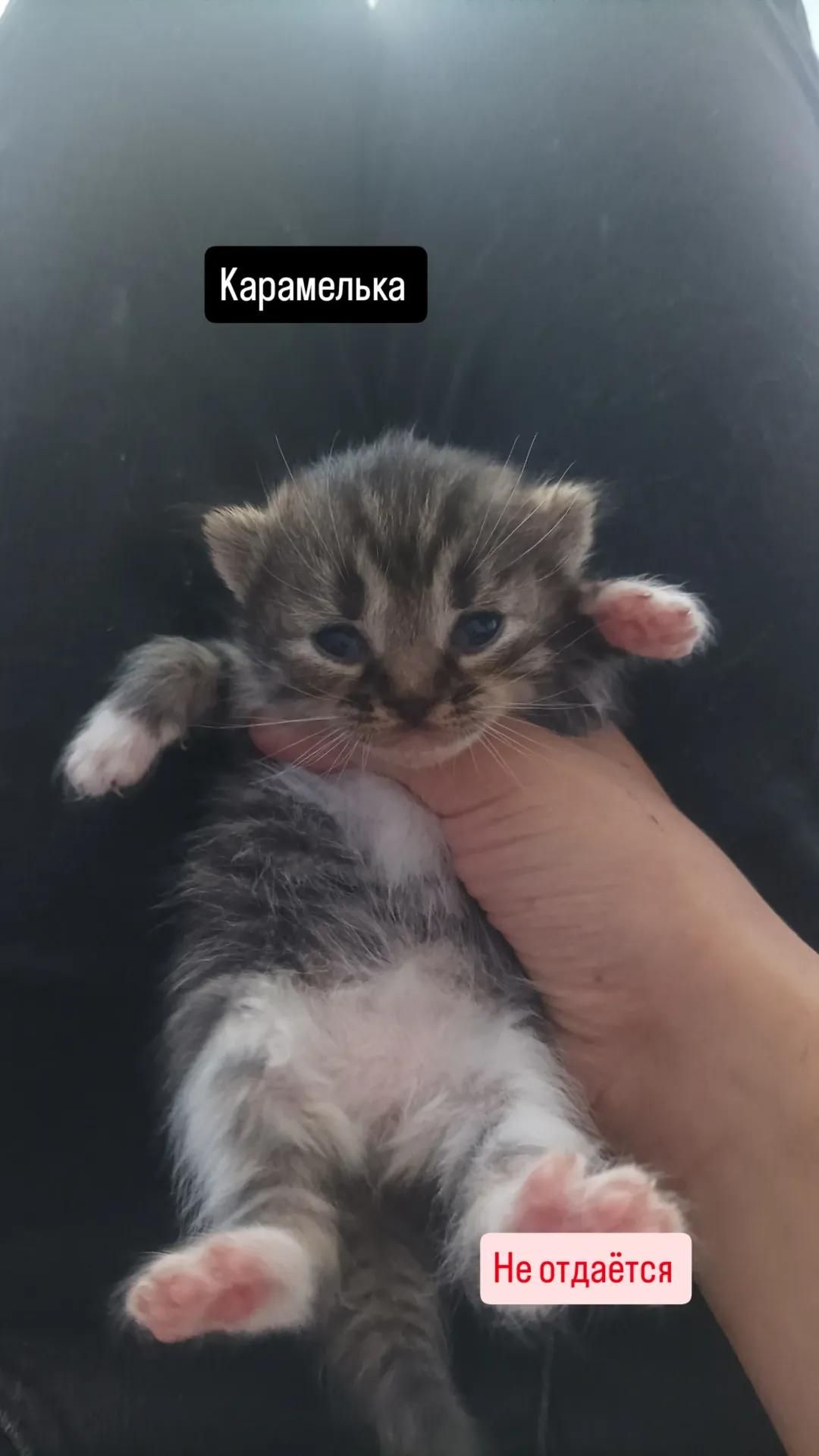 Отдам котят в добрые руки 🐾