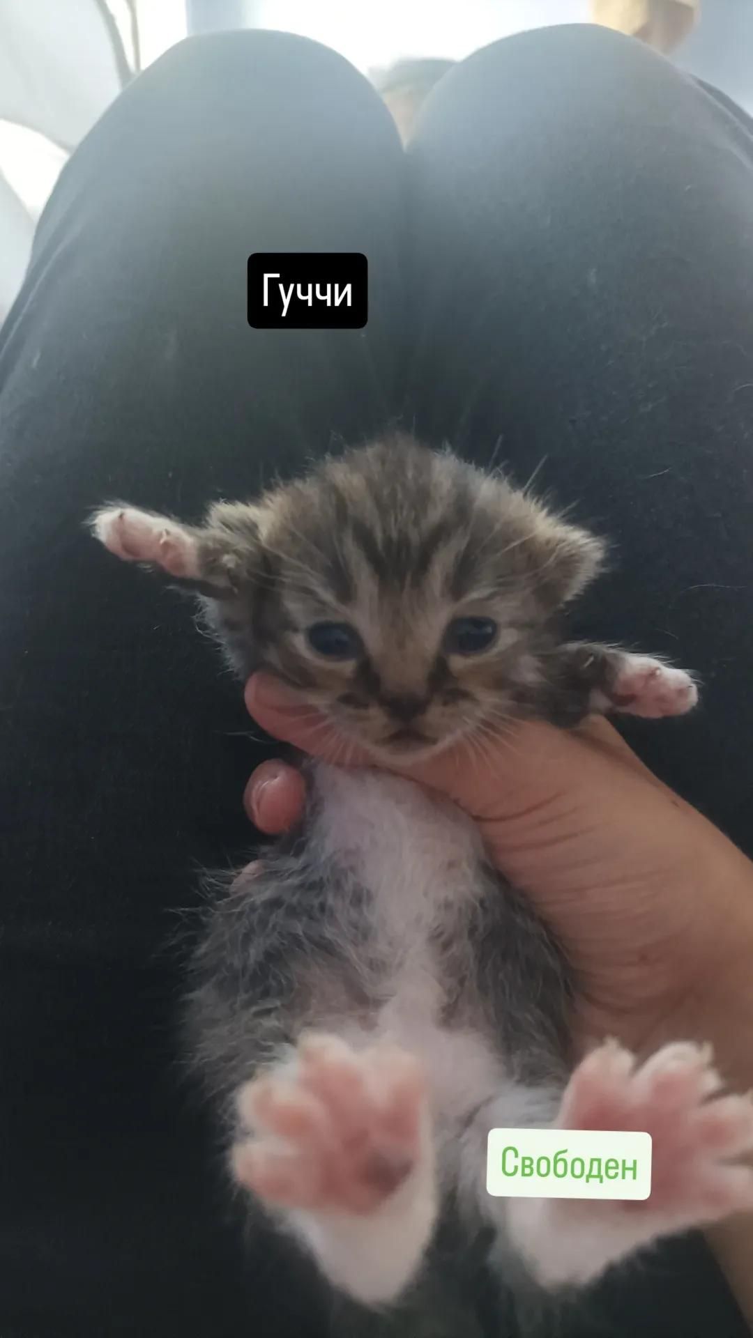 Отдам котят в добрые руки 🐾